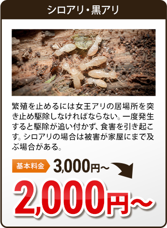 その他害虫